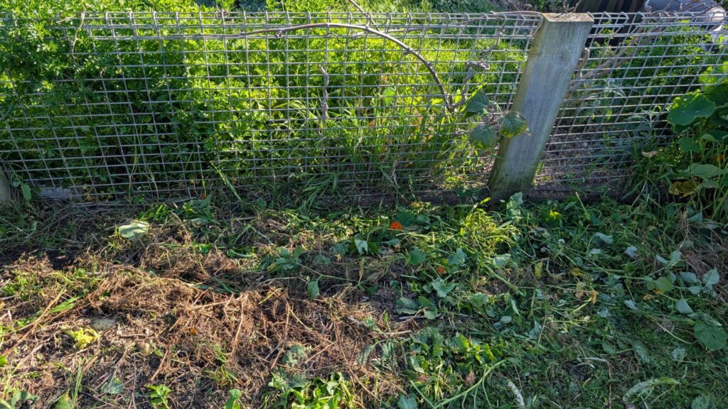 Metal fence with overgrown green foliage