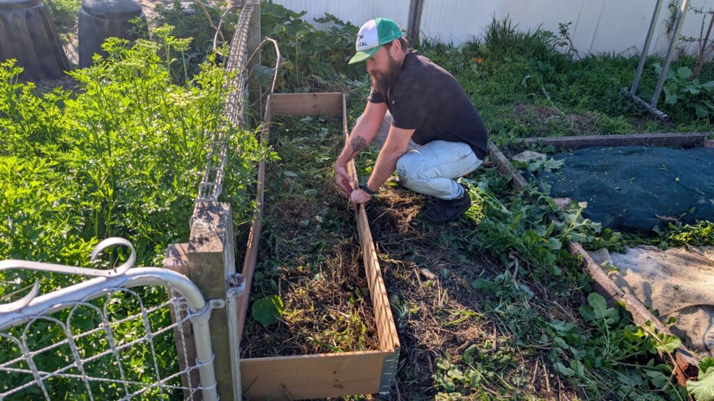 Man gardening in a raised vegetable bed.