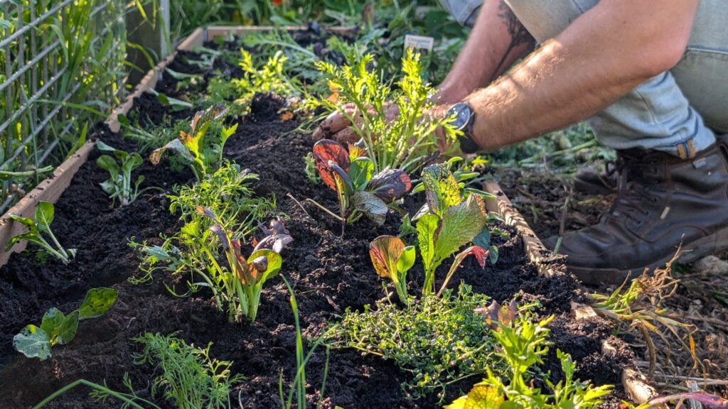 Person planting seedlings in vegetable garden bed.