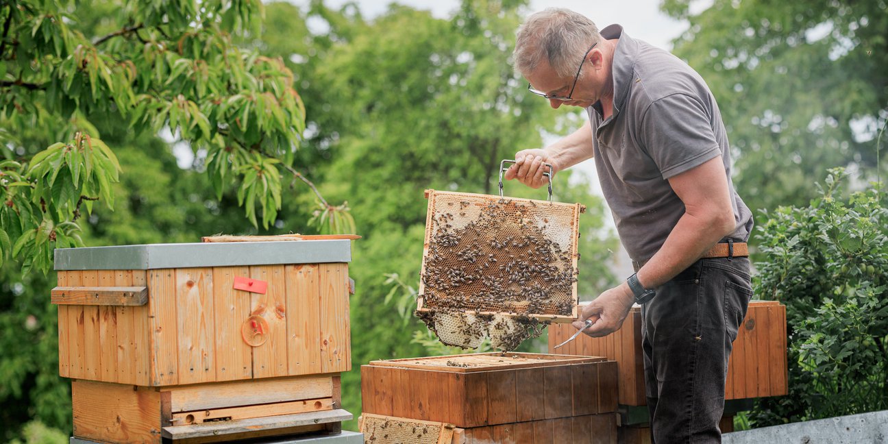 Zakladatel Doležalových medů čistí rámky úlu svého včelstva.