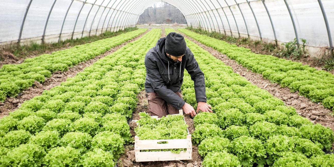 Man-working-with-crops