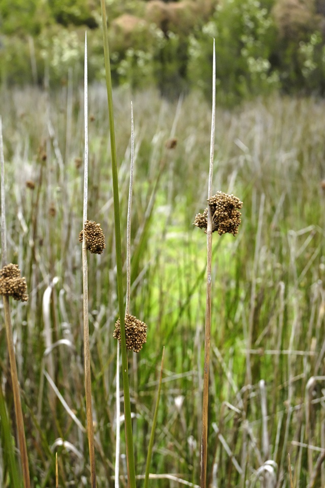 Tall Rushes Growing Illawarra Natives