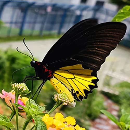 Woodlands Botanical Garden