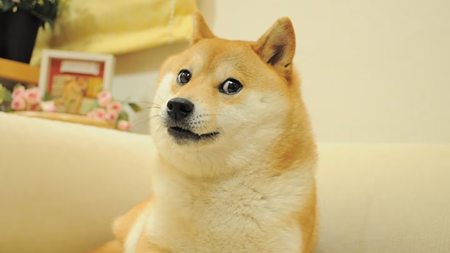 Zemřel slavný pes Doge. Proslavily ho internetové memes