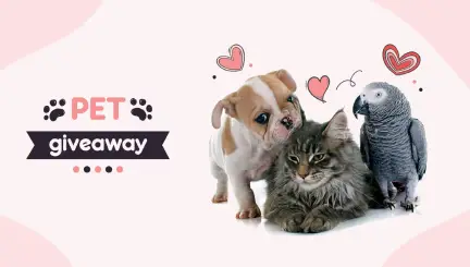 Pet-themed Instagram Giveaway