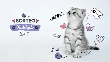 Sorteo del Día del Gato en Instagram