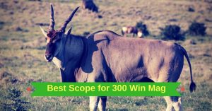 Best Scope for 300 Win Mag