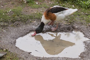 duck drinking from a puddle