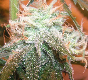 Cannabis Trichomes