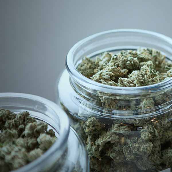 cannabis4-square600 Cannabis insurance in Florida for small business cannabis insurance