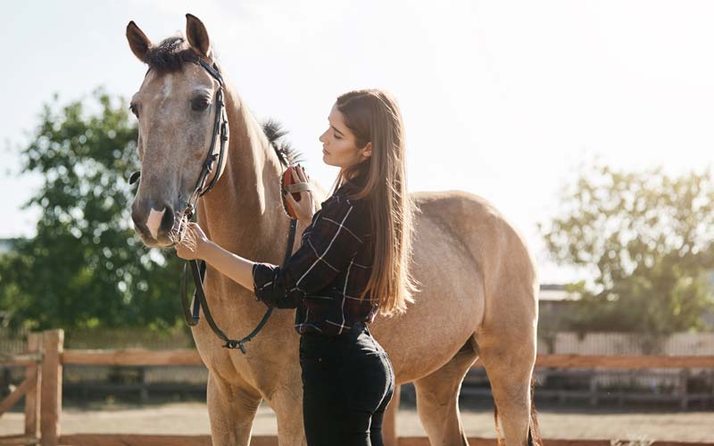 horse1 Equine insurance in Texas from Policy People Insurance Group
