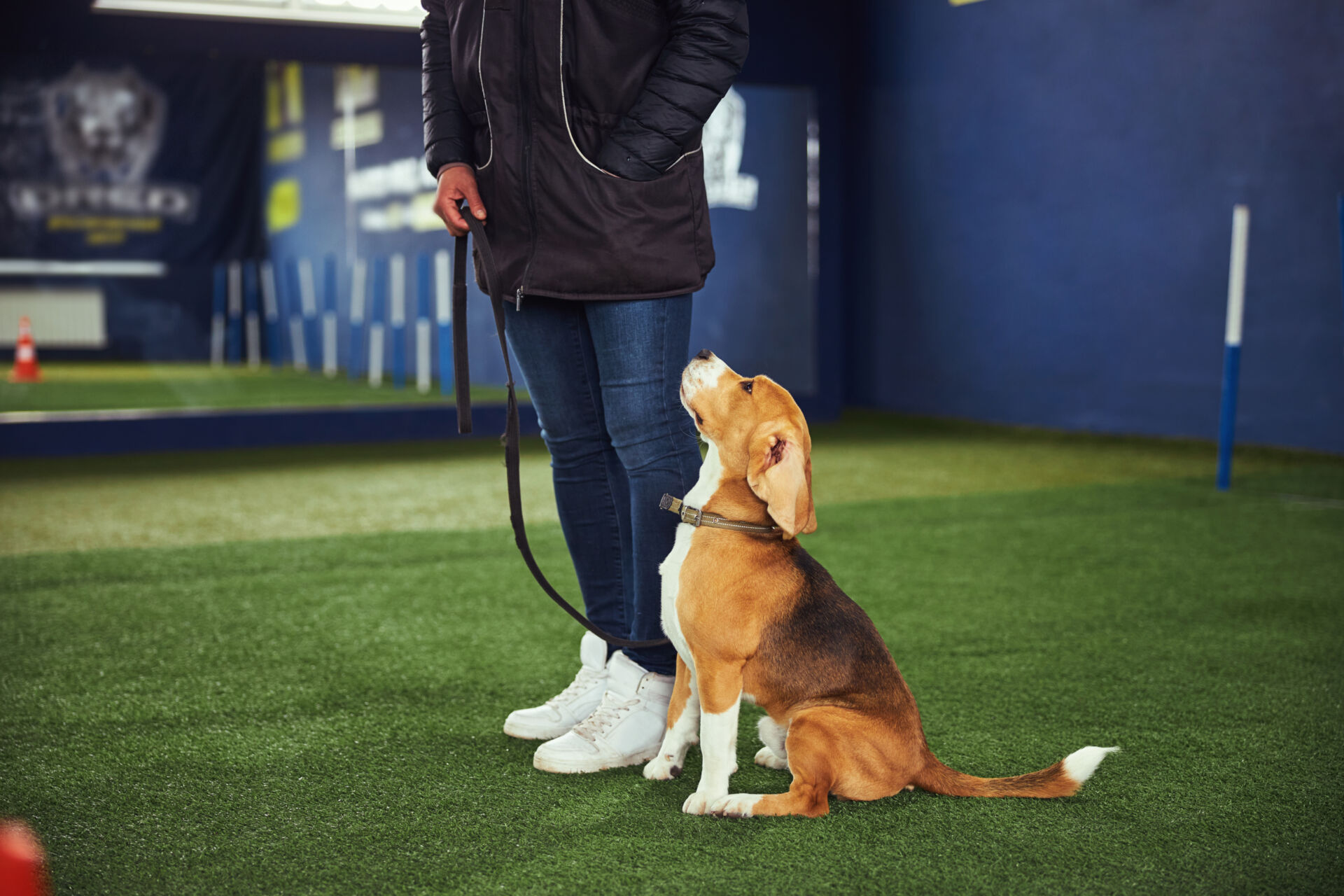 Beautiful young beagle undergoing the obedience training Insurance for Pet Trainers