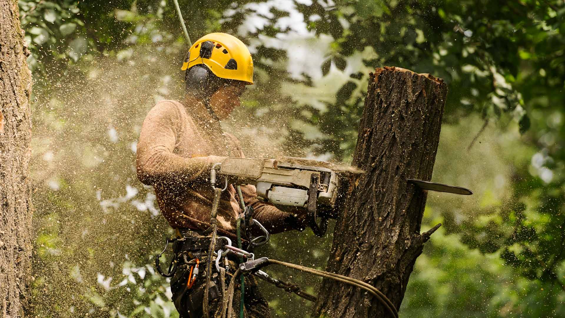Arborist Insurance in Pennsylvania Business Catastrophe Insurance