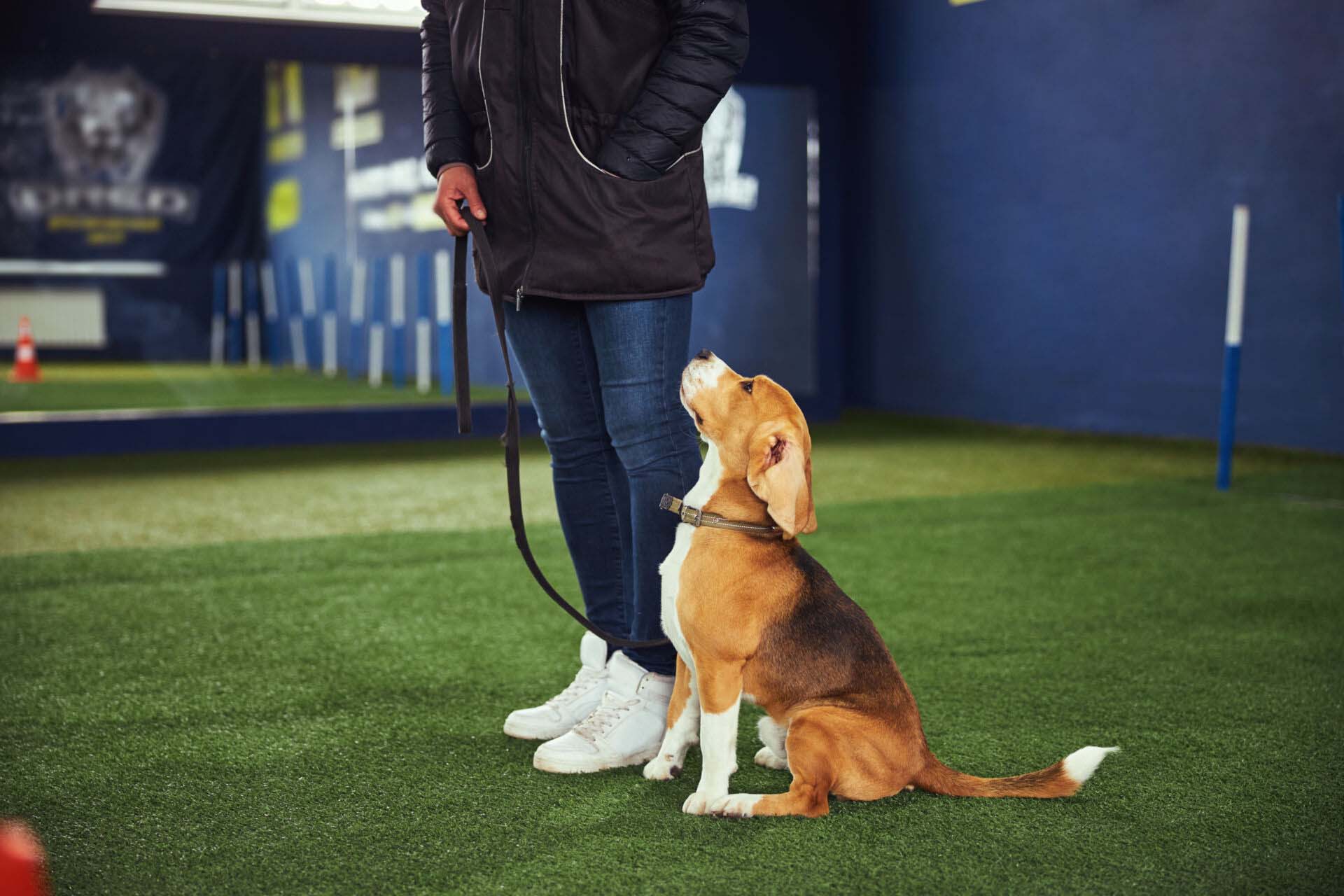 Beautiful young beagle undergoing the obedience training Insurance for Pet Trainers