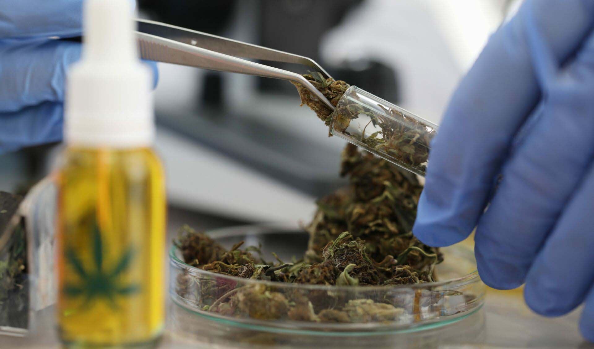 Chemist in gloves holds marijuana with tongs Insurance for Cannabis Processors