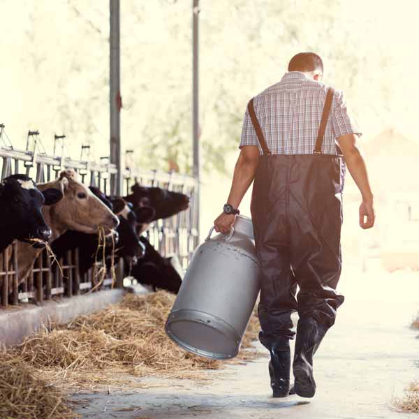 Farmer milking cows with farm insurance in Pennsylvania Farmer milking cows with farm insurance in Pennsylvania