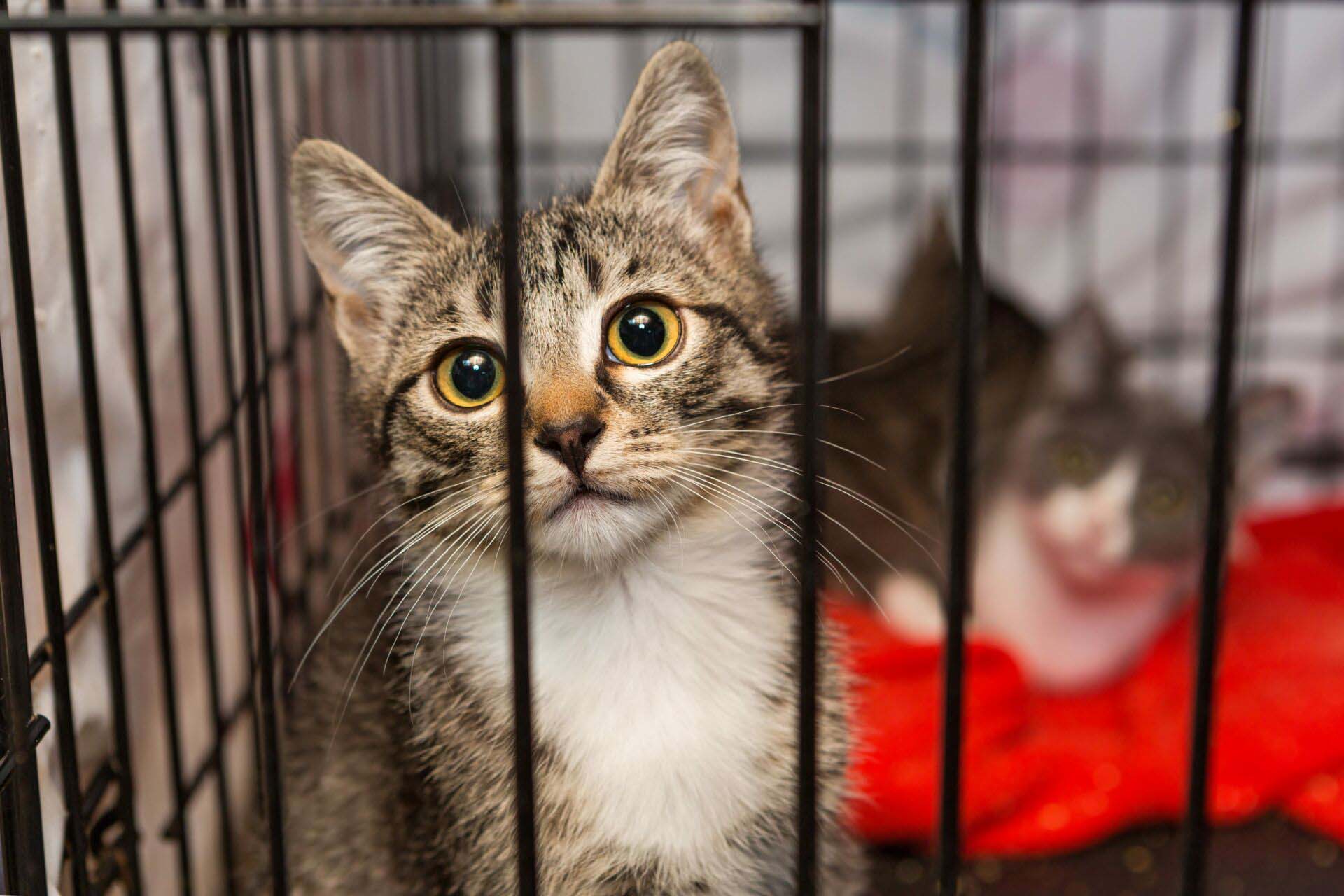 Little kittens in a cage of a shelter Insurance for Animal Shelters