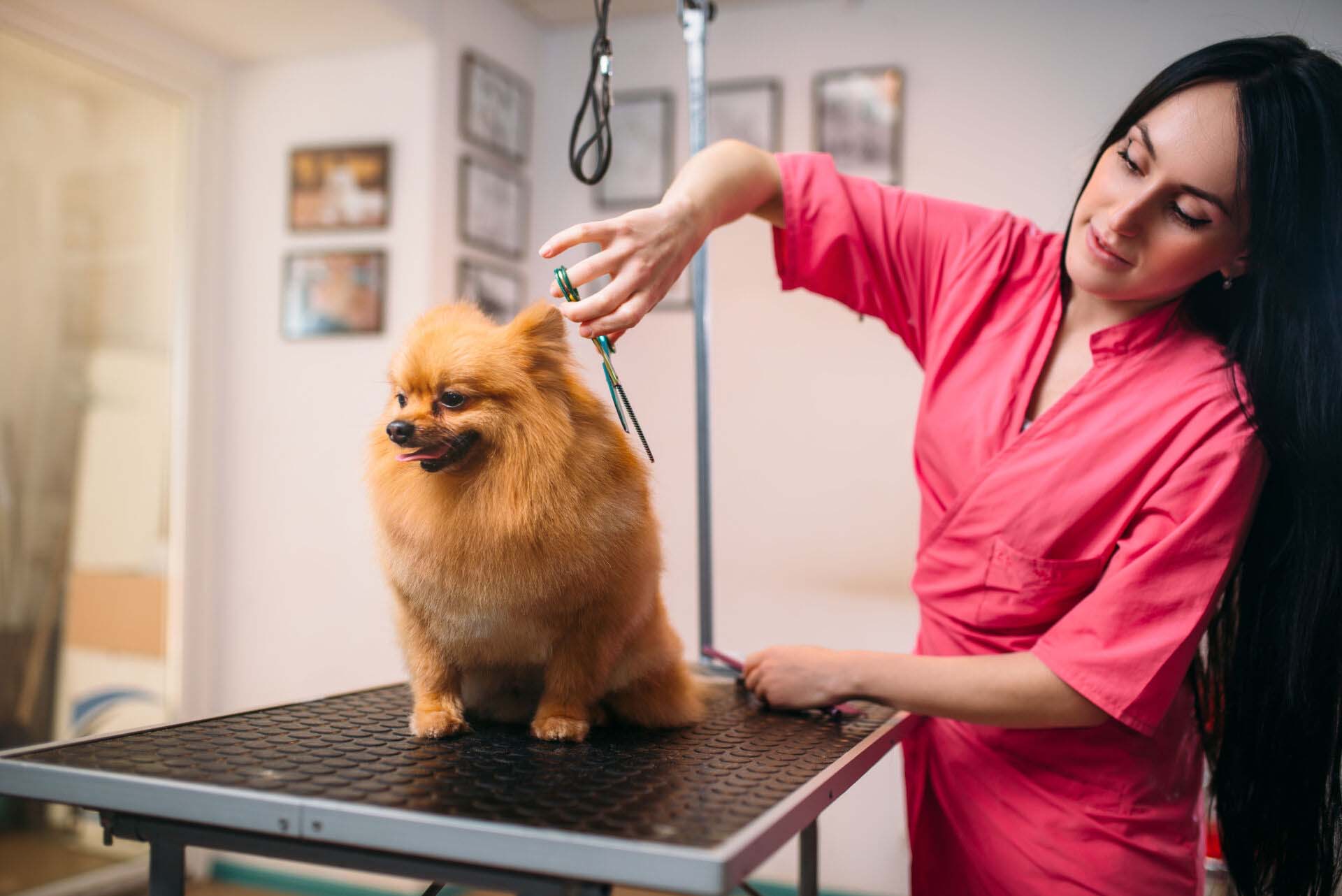 Pet groomer with scissors makes grooming dog Insurance for Pet Groomers