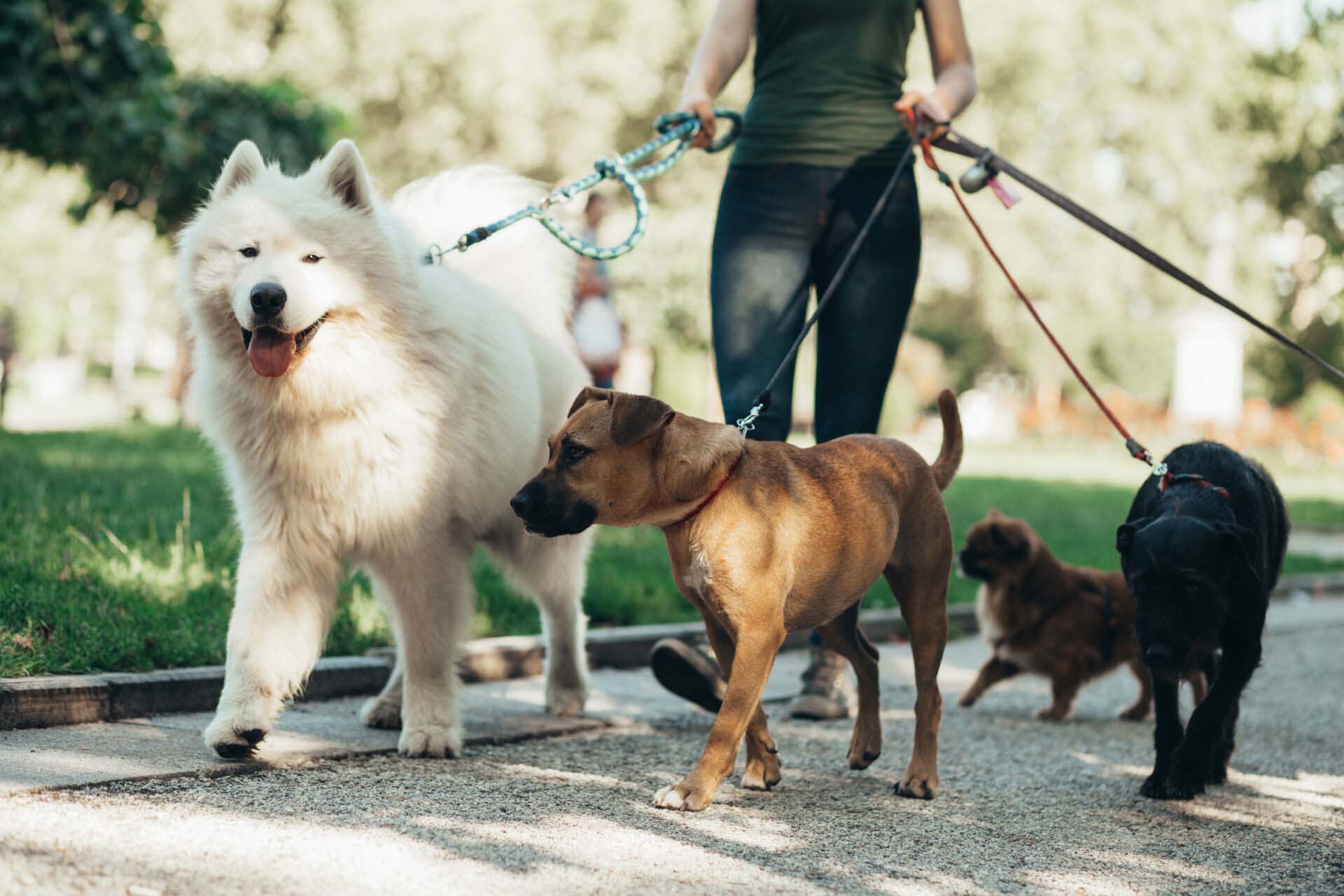 Dog walker enjoying with dogs while walking outdoors. Insurance for Dog Walkers