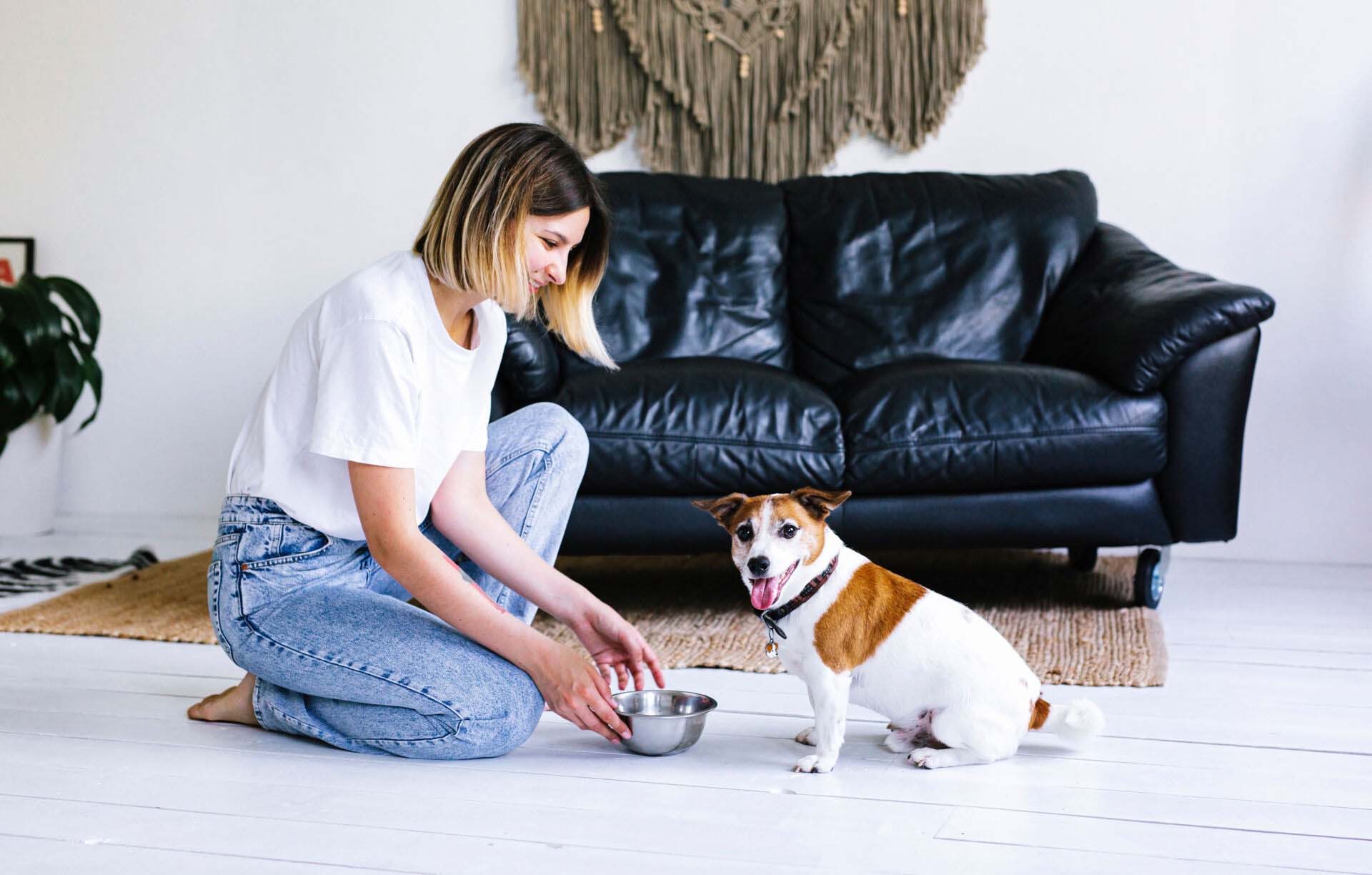 Woman holding bowl with food and placing it on the floor while feeding the dog. A beautiful young woman is giving treats to her pure bread jack russel terrier Insurance for Pet Sitters