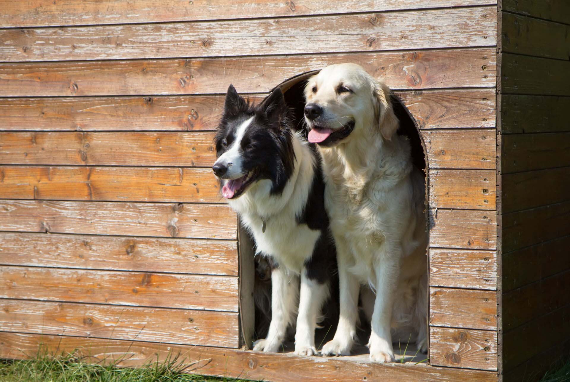 Border collie and Golden Retriever at doghouse Insurance for Pet Boarders