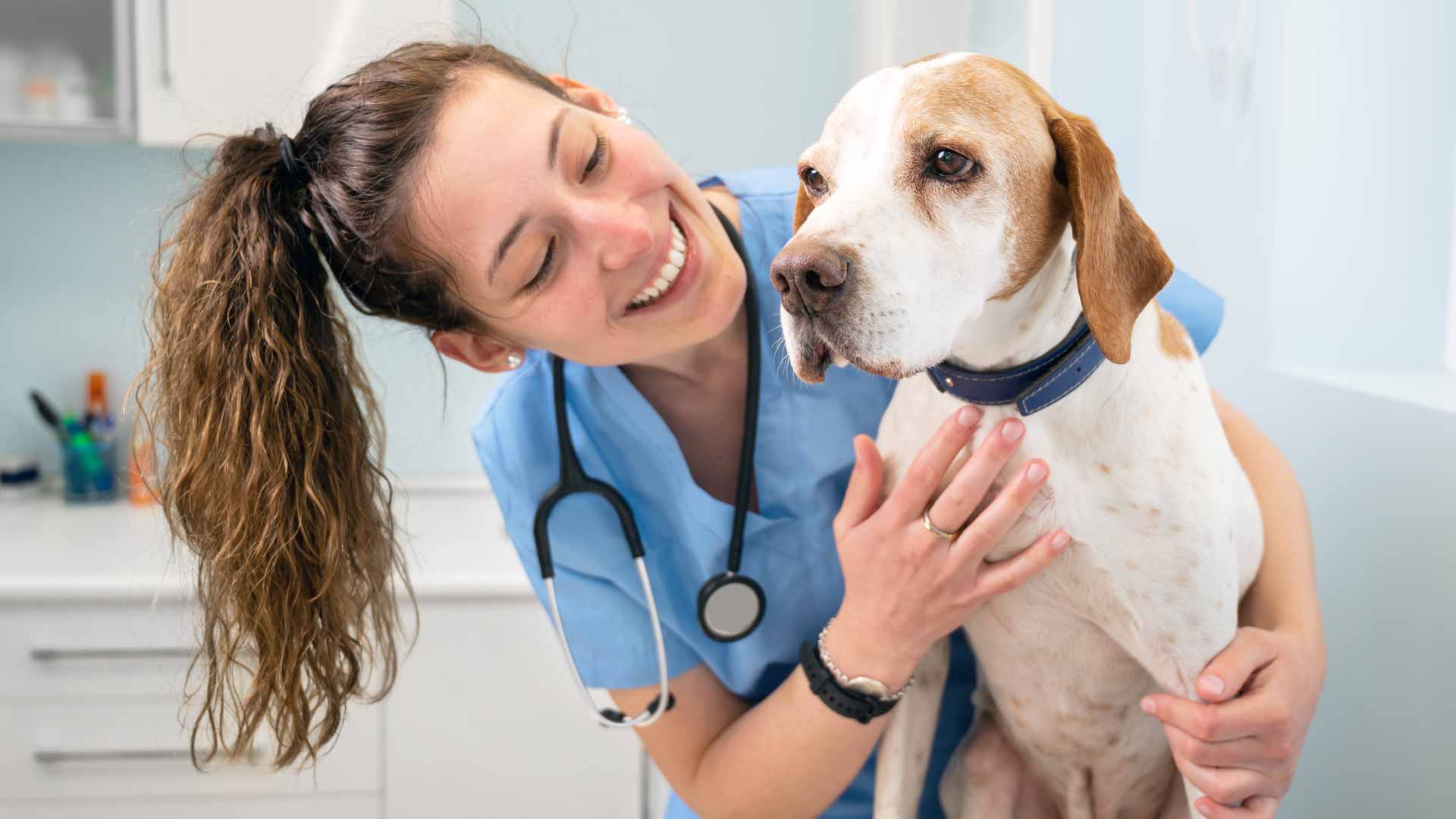 Veterinary Insurance in Pennsylvania Insurance for Veterinarians