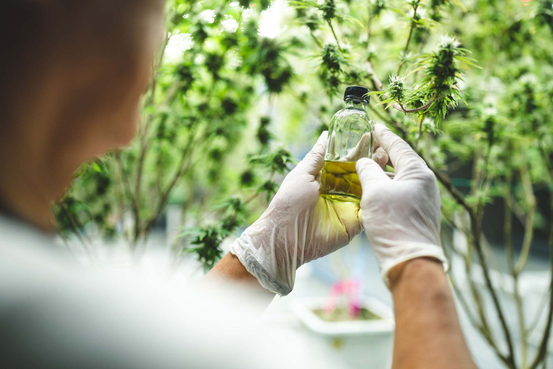 medical scientist with cannabis hemp research in medicine laboratory to make a herbal extract CBD chemical oil or alternative drug from marijuana leaf plant, organic nature herb in science test Insurance for Cannabis Laboratories