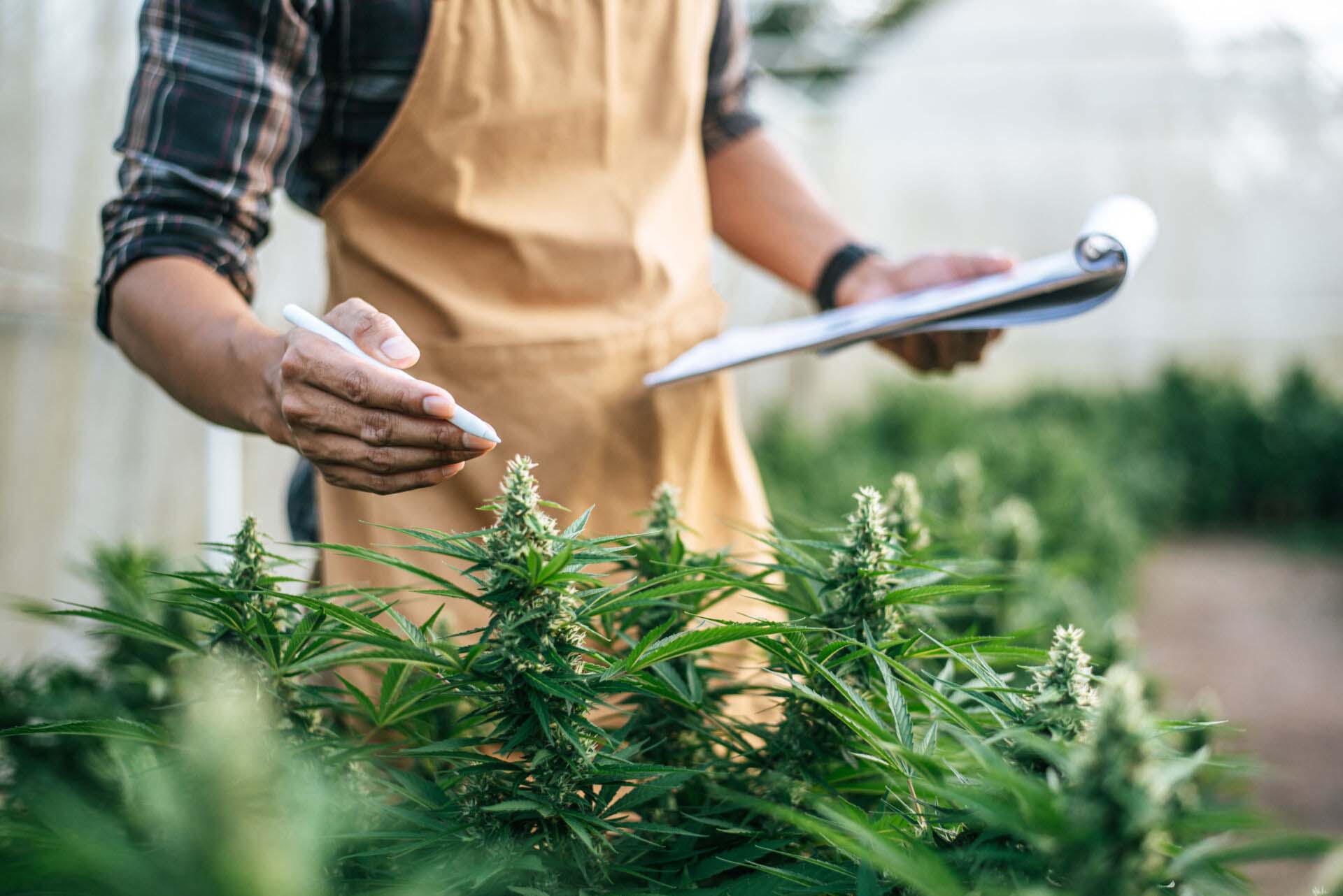 Asian man marijuana researcher checking marijuana cannabis plantation in cannabis farm, Business agricultural cannabis. Cannabis business and alternative medicine concept. Insurance for Cannabis Manufacturers