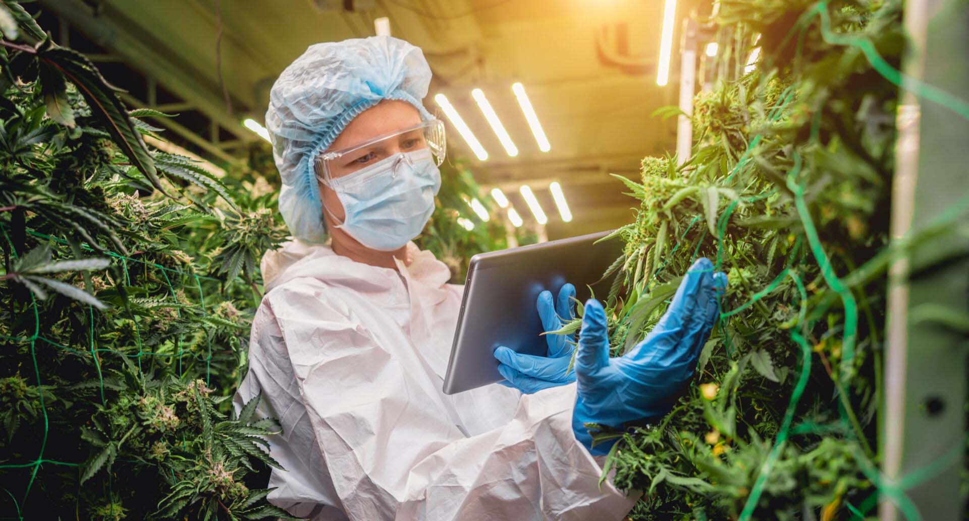 Female researcher examine cannabis leaves and buds in a greenhouse enters data into a tablet. Insurance for Cannabis Wholesalers
