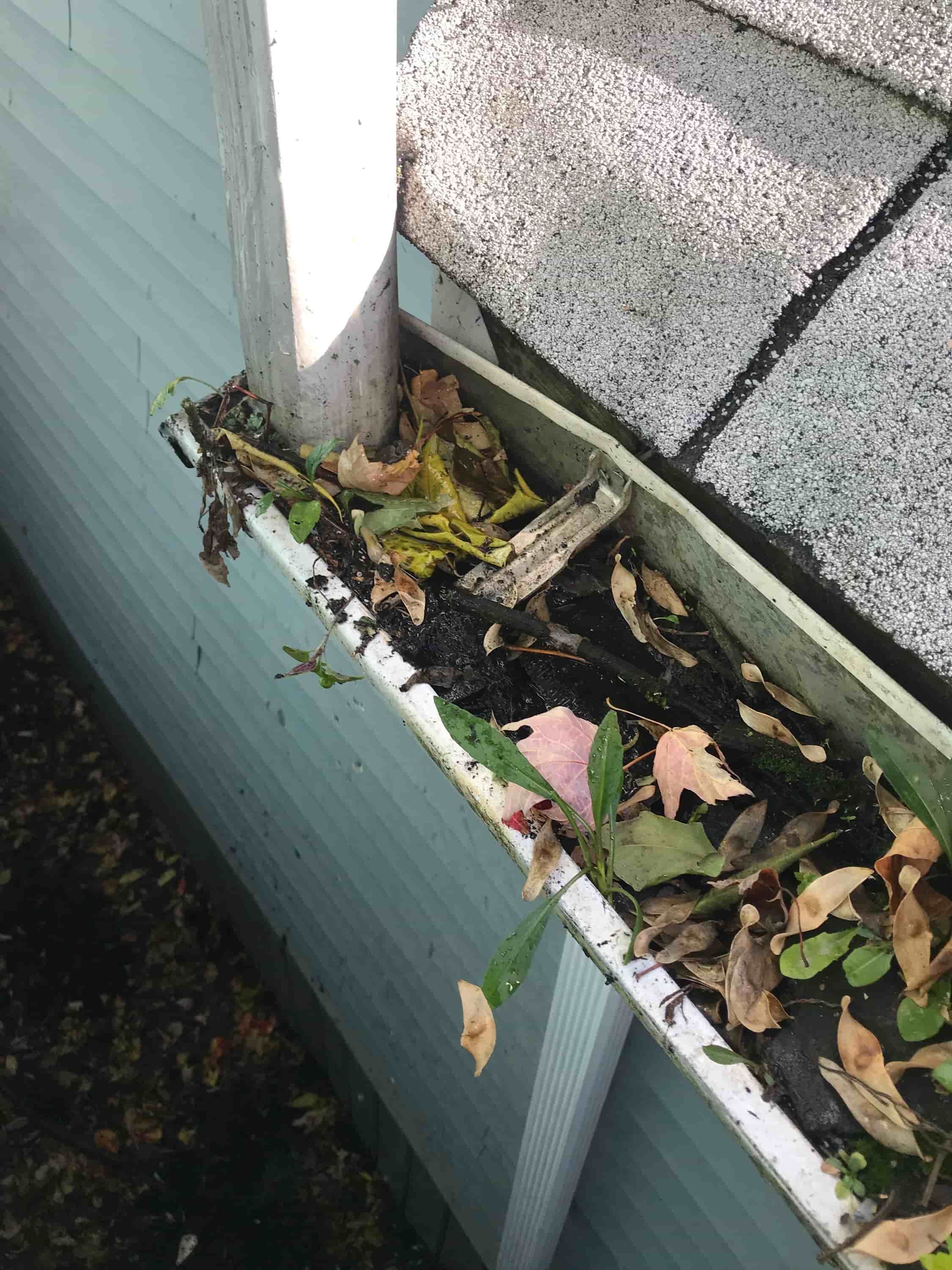 when should i clean my gutters