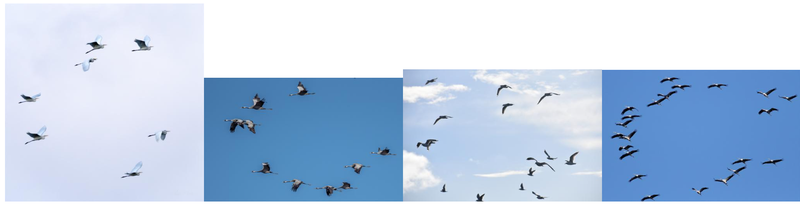 http://storage.googleapis.com/gweb-cloudblog-publish/images/Infinite-Nature-Next-24-birds.max-800x800.png