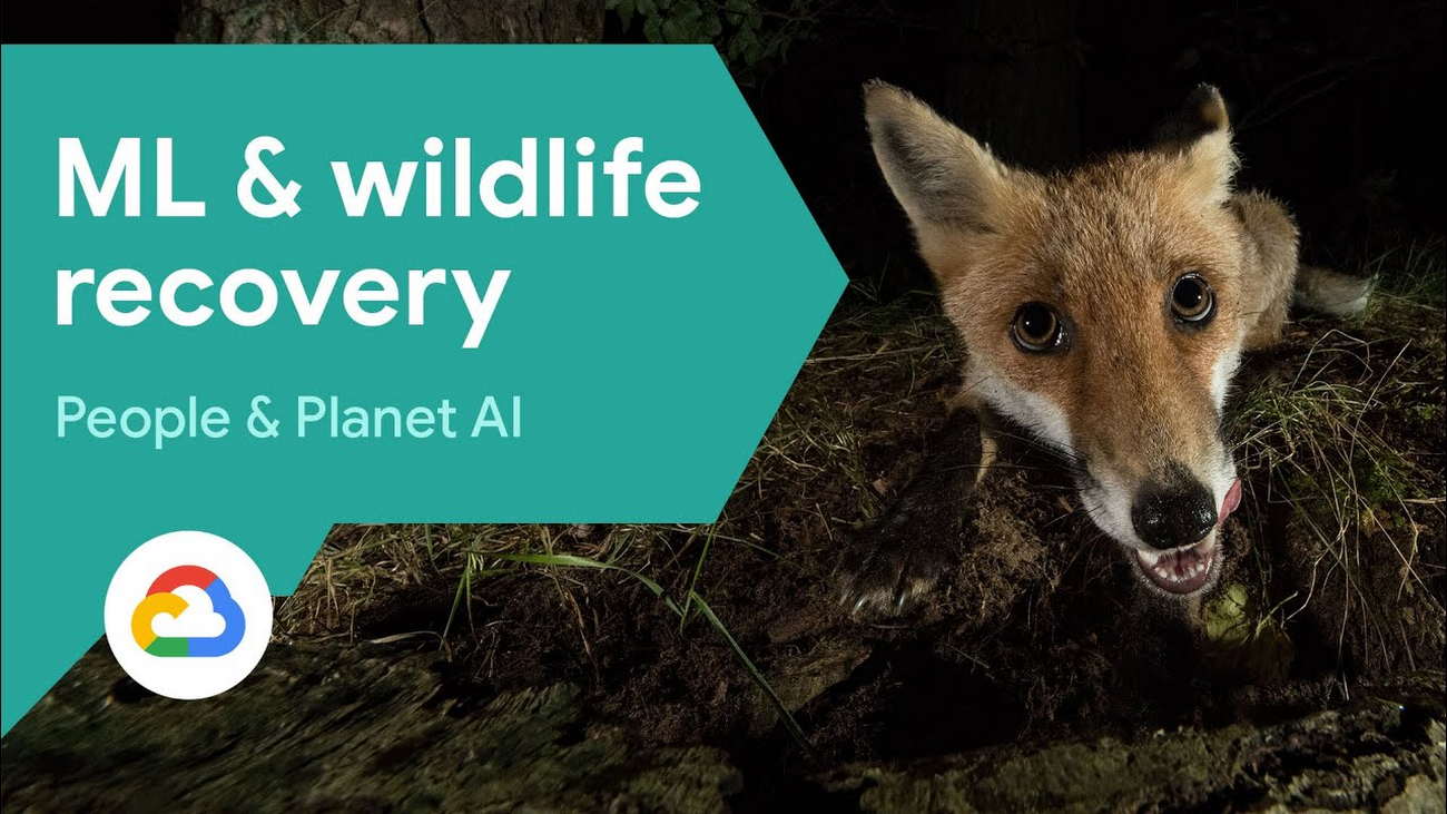 Google launches Wildlife Insights to help manage the world's wildlife