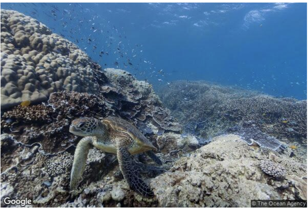 https://storage.googleapis.com/gweb-cloudblog-publish/images/Turtle.max-1206x678.png