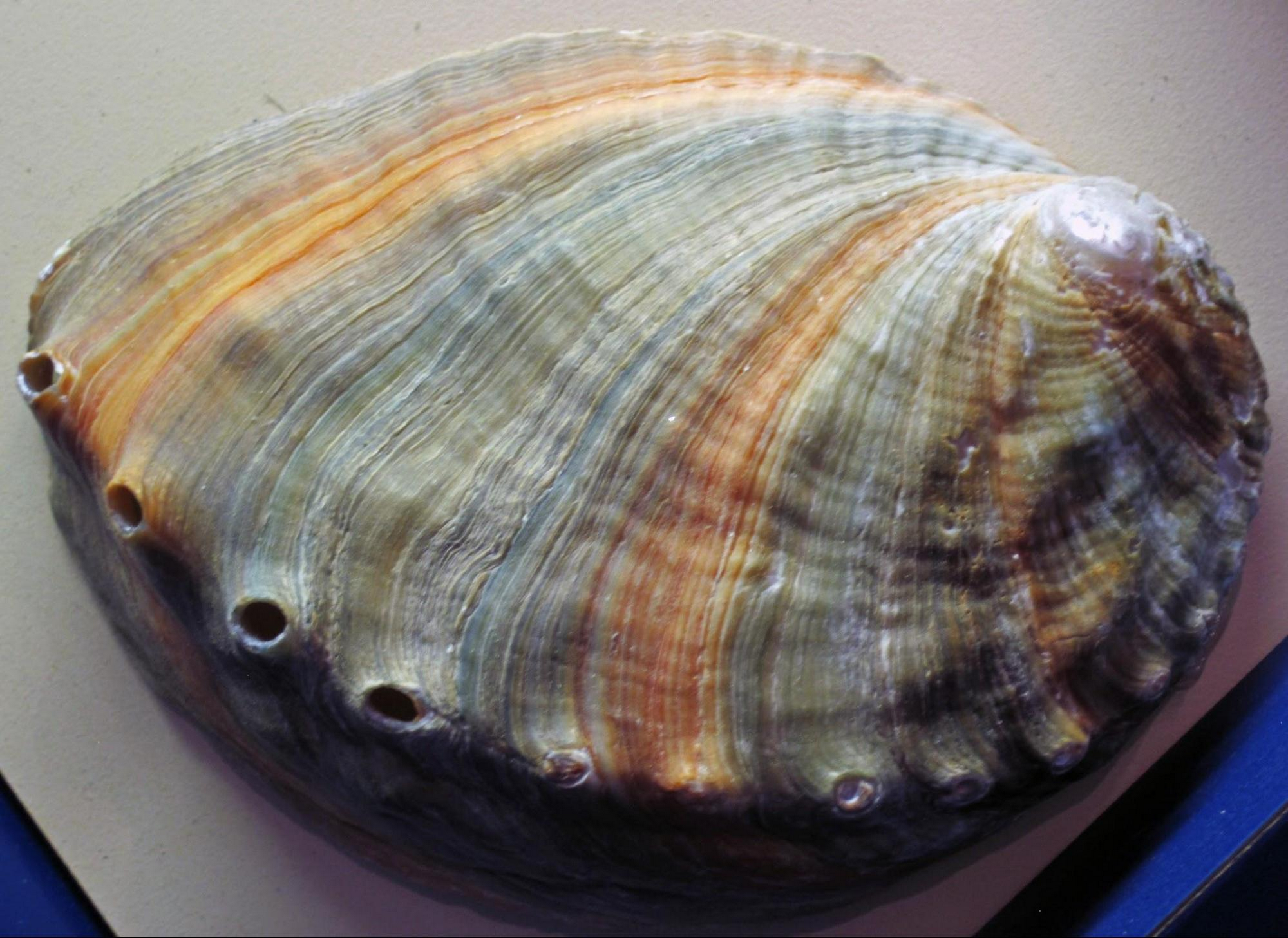 Exterior surface of a disk abalone by James St. John (CC-BY-2.0)