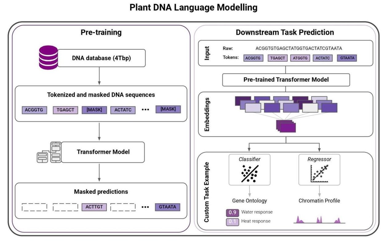 https://storage.googleapis.com/gweb-cloudblog-publish/images/plant_dna_language_modelling.max-1409x792.jpg