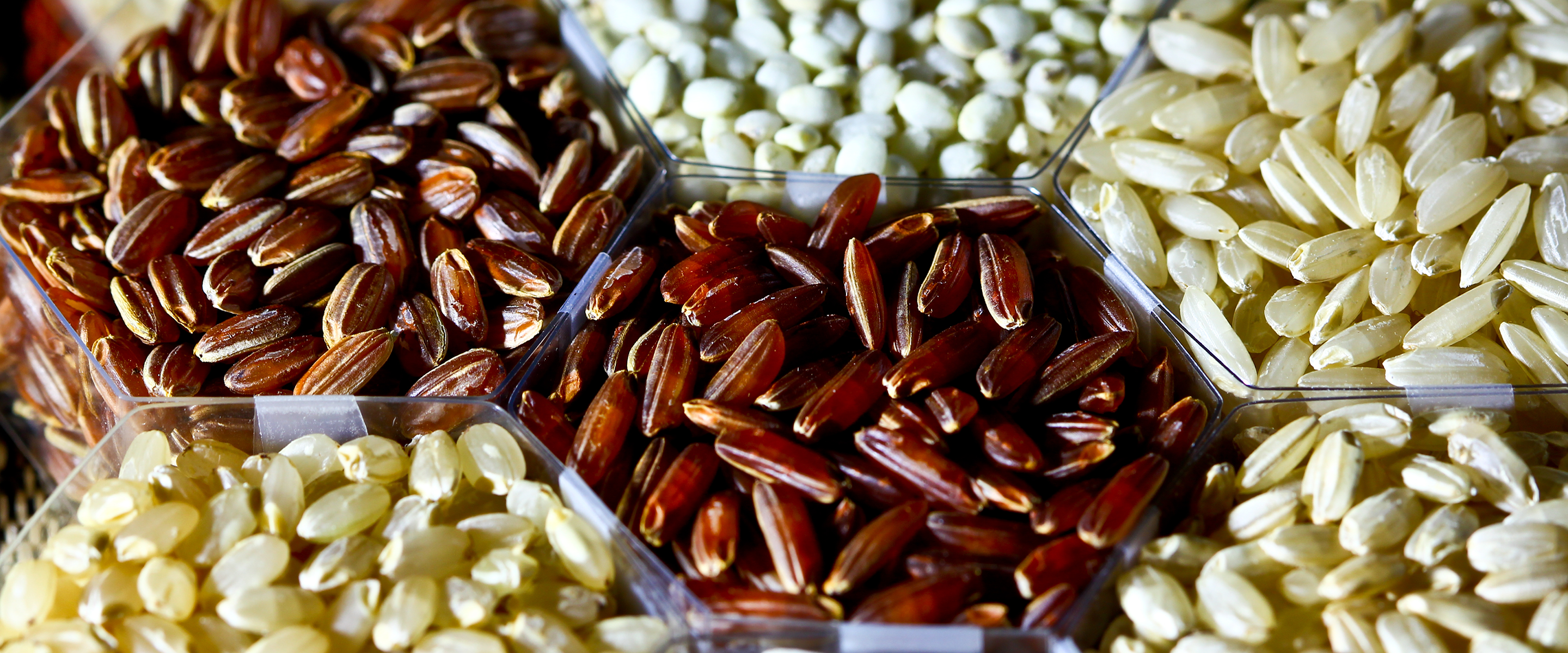https://storage.googleapis.com/gweb-cloudblog-publish/original_images/rice_genome.png