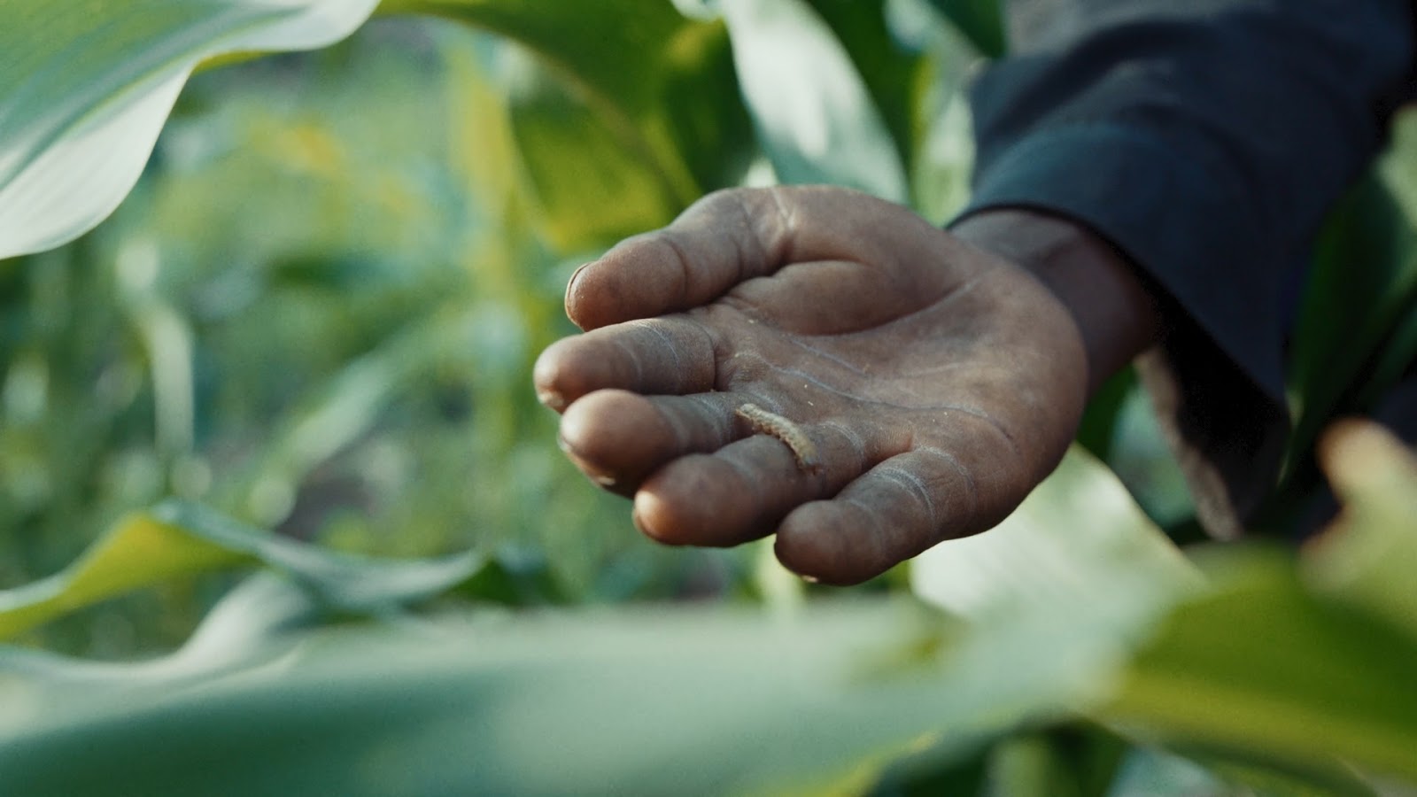 Fall Armyworm that threatens crops