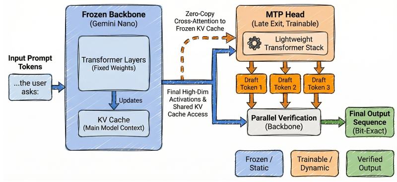 Flowchart mapping prompt tokens through a frozen Gemini Nano backbone and trainable MTP head to produce verified outputs.
