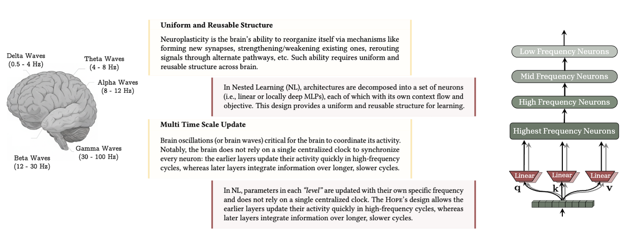 Diagram comparing biological brain waves and neuroplasticity to the uniform structure and multi-frequency updates used in Nested Learning models.