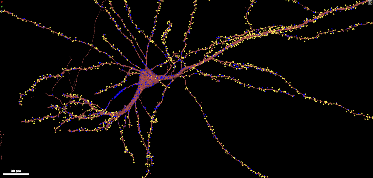 NeuralMapping_innovations-neuroglancer