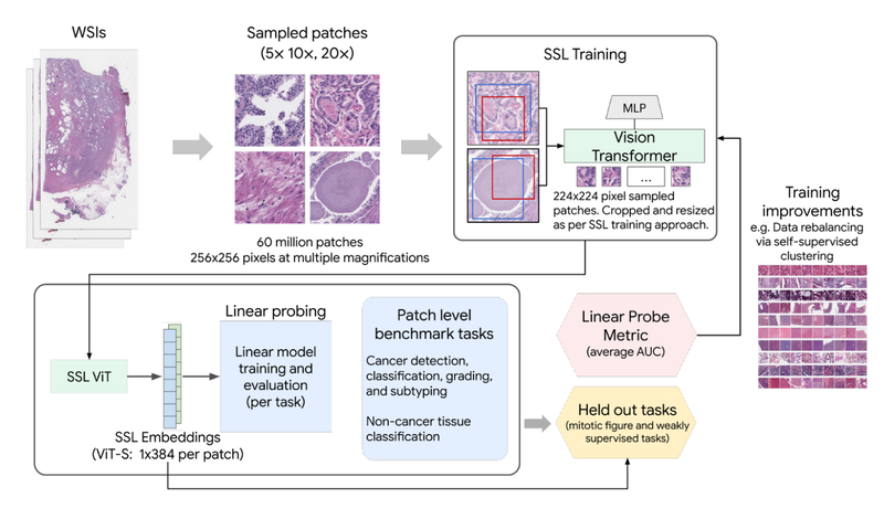 PathDerm3-Training