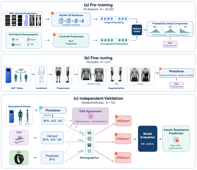 A three-part flowchart outlining the pre-training, fine-tuning, and independent validation phases of the PhotoScan model for predicting body composition and insulin resistance.