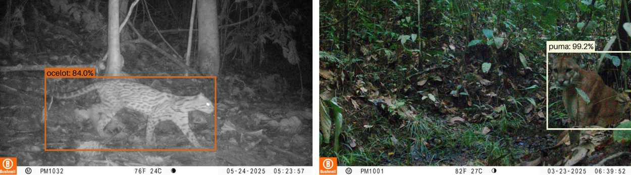 Two nighttime forest photos showing an ocelot and a puma identified by AI bounding boxes.