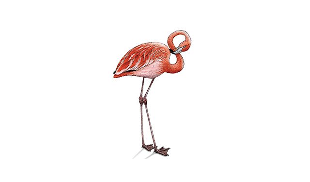 ES flamingo