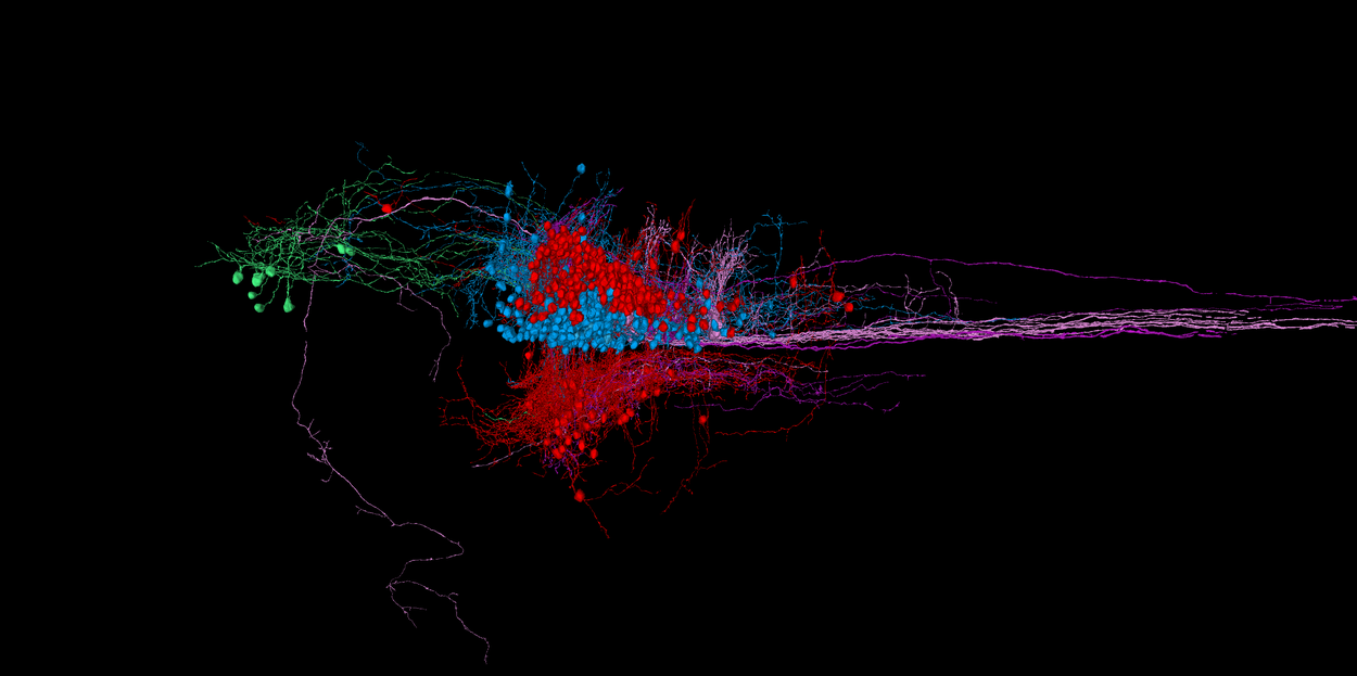 neural-mapping_fish_explorer