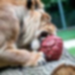 Adversarial-nibbler-table1