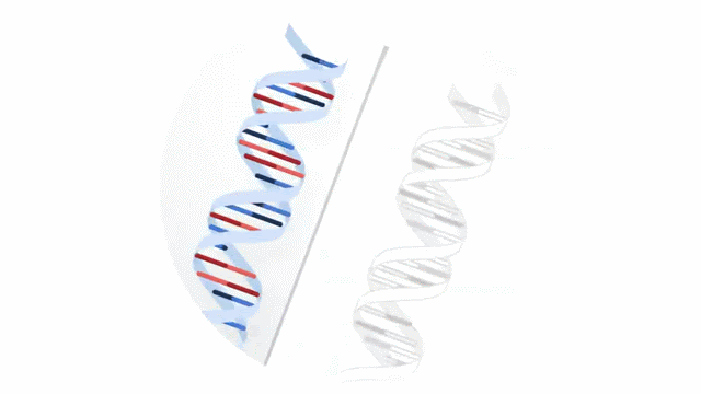 A split graphic comparing a 3D blue DNA double helix with a translucent white wireframe outline of a DNA strand.