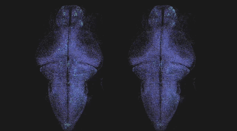 ZAPBench-4a-Comparison