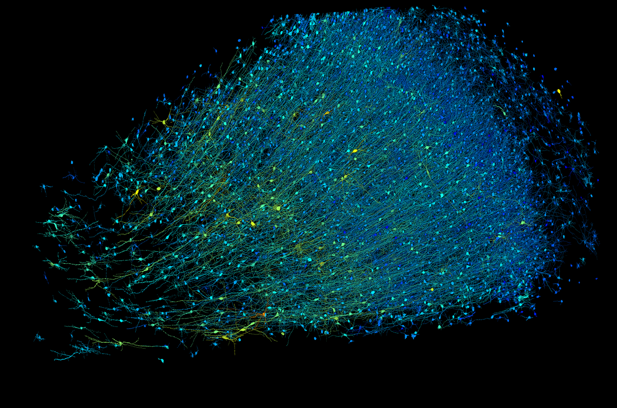 Connectomics2024-2-InhibitoryNeurons