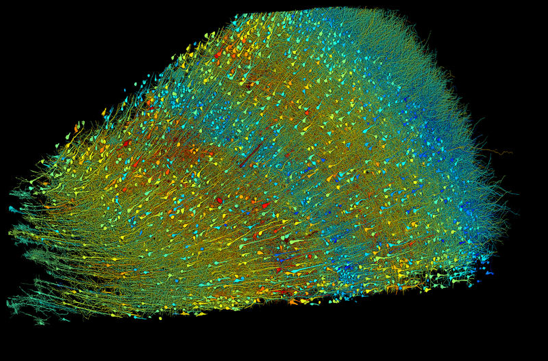 Excitatory Neurons